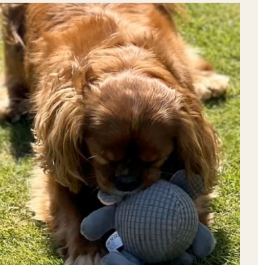 A dog playing with a toy at Openhearth Unleashed